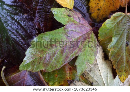 Multicolor leaves background