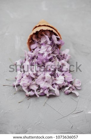 Waffle cone with wisteria flower on gray background. Flat lay, top view floral background.
