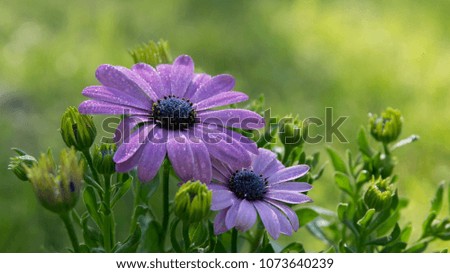 Flower color Background