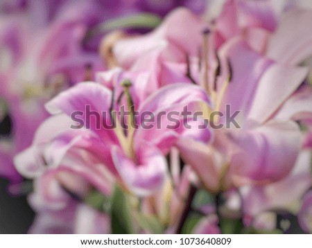 Pink tulip picture blurred background