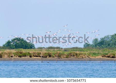 Flock of pink flamingos from "Delta del Po" lagoon, Italy. Nature panorama