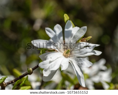 Floral natural outdoor fine art still life nature floral macro of a white green flowering magnolia blossom in bright sunshine on a spring day, natural blurred background 