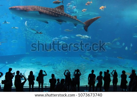 A beautiful aquarium in Okinawa