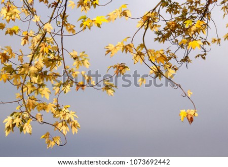 autumn leaves on the branches set against a grey sky as a background