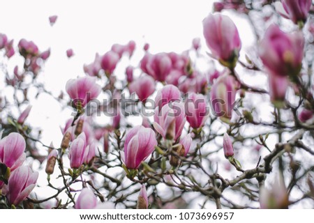 blooming Magnolia tree
