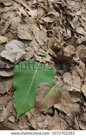 green Ficus religiosa leaves and red Ficus religiosa leaves with dried leaves as background.