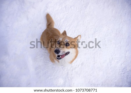 Pembroke welsh corgi dog playing in the snow. Happy dog enjoying in the beautiful snowy winter day
