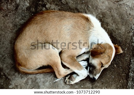 Stray dog on ground, top view. Rescue and shelters for homeless animals. Made boarding home for dogs. Concept: we are responsible for animals, compassion, humanity Royalty-Free Stock Photo #1073712290