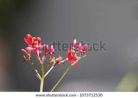red flower on blur  background