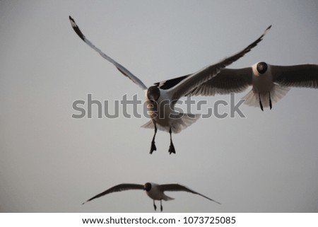 seagull at bangpu