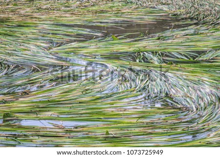 Cyperus difformis Grass reed