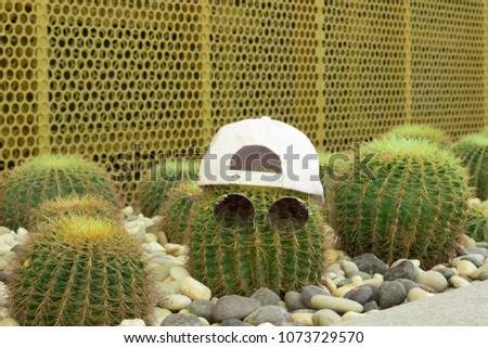 green cactus in a cap and glasses on a bed