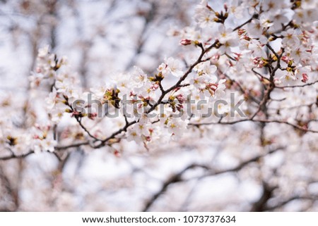 
Sakura Flower or Cherry Blossom With Beautiful Nature Background.