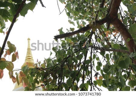 Ficus religiosa and golden pagoda are symbols of Buddhism.