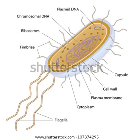 STRUCTURE-OF-BACTERIAL-CELL Stock Vector Images - Avopix.com