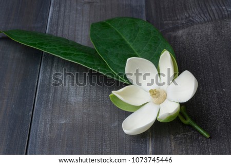 White magnolia flower on dark wooden.
