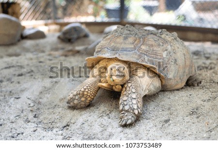 Turtle on sand 