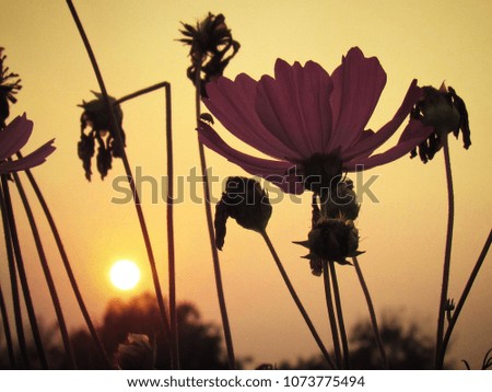 Close up Cosmos flower on the background of sunset/sunlight in the garden.