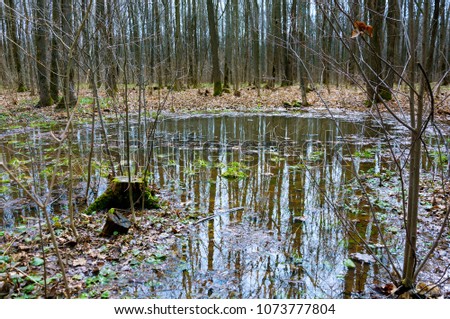 Reflection of trees in the puddle in the forest