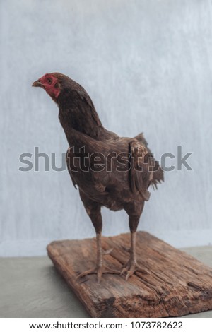 ??Brown chicken standing on wooden plate