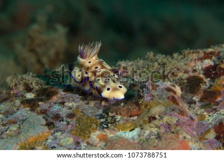 Nudibranch Hypselodoris tryoni. Picture was taken in the Banda sea, Ambon, West Papua, Indonesia