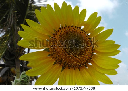 Beautiful Sunflower is an living Annual plant with a large flower head Called As Capitulum  Background Clouded Blue Sky