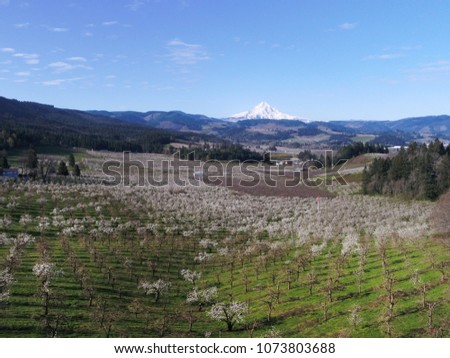 Hood river orchards with spring blossoms under a blue sky, puffy clouds and snow capped mountains in the background