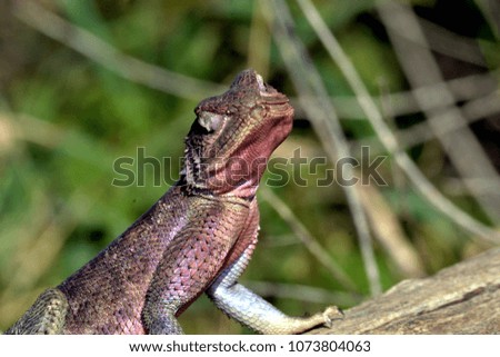 Lizard posing for the picture in Serengeti National Park.