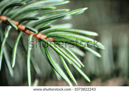 Spruce branch close-up. Shallow focus. Fluffy spruce branch close-up. The concept of Christmas wallpaper. Copy space. Background