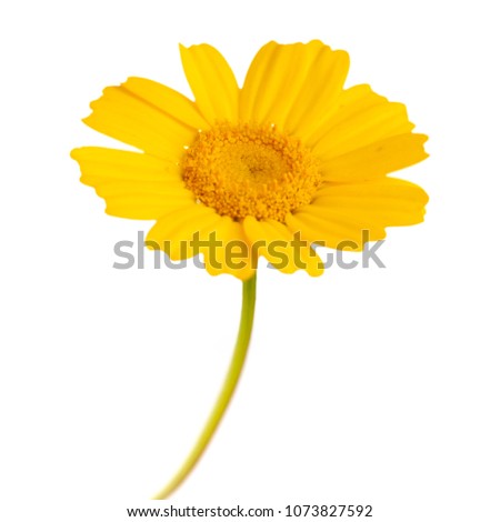 single All-yellow garland chrysanthemum isolated on white background