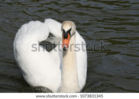 A picture of a beautiful swan.