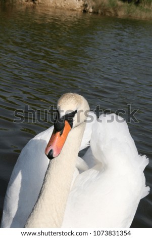 A picture of a beautiful swan.