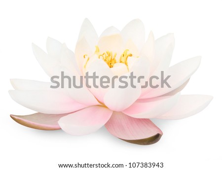 Lotus flower isolated on white Royalty-Free Stock Photo #107383943
