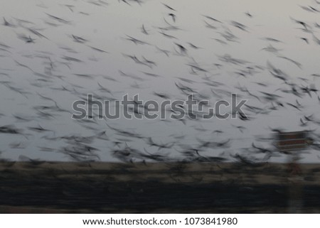 Pigeons flying near beach sand in the morning time. This picture has been taken at Marina beach which is located in South india.