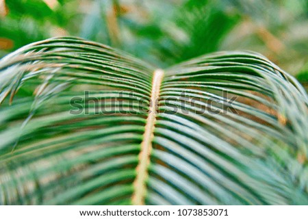 Tropical fern green leaf on green background for print design. Tropical floral pattern background, real photo. Copy space.