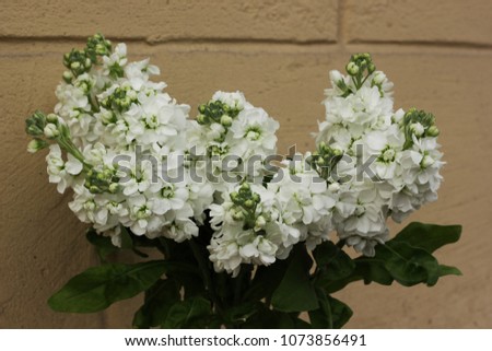 Matthiola White flowers