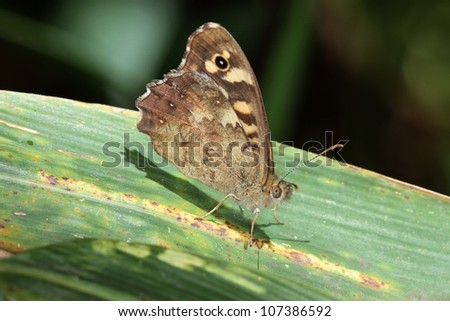 Butterfly sitting on leaf