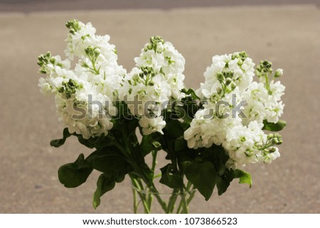 Matthiola white flowers