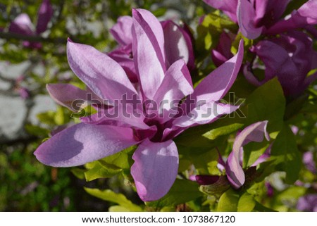 Magnolia pink blossom in spring outdoors