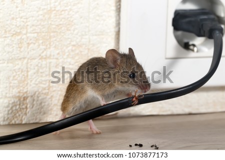 Closeup mouse gnaws wire  in an apartment house on the background of the wall and electrical outlet . Fight with mice in the apartment. Extermination. Small DOF focus put  only to wire. Royalty-Free Stock Photo #1073877173