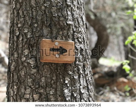Directional Sign on a Tree with a Blurred Background Of The forest.