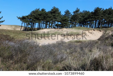 Dunes landscape, national park kennemerland in the Netherlands, during spring