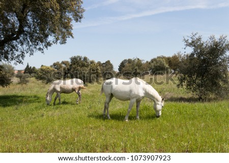 horses at a green field, Portugal