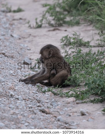 Baboons during the rainy season in Tarangire National Park in Tanzania 