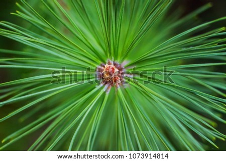 Close-up of Christmas pine fir tree branches background. Background of Christmas tree branches. Royalty-Free Stock Photo #1073914814