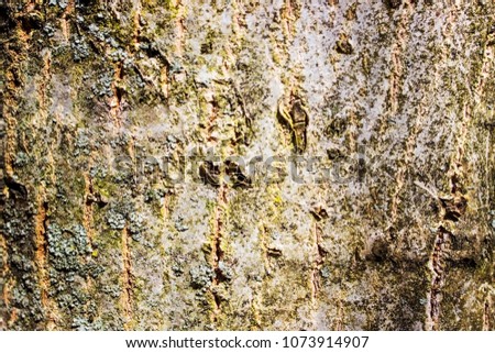 Bark of a fruit tree close-up. background and screensaver for gardeners.