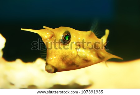 The longhorn cowfish, Lactoria cornuta isolated