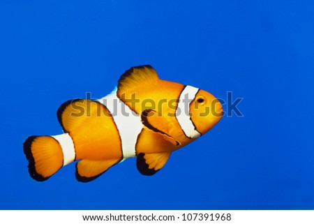 clown fish or anemone fish isolated on Blue background Royalty-Free Stock Photo #107391968