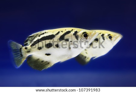 Myanma 's Archer fish,Toxotes blythii  ,isolated