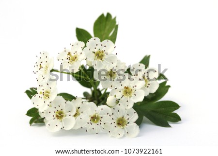 Flowers of common hawthorn (Crataegus monogyna) isolated on white. Royalty-Free Stock Photo #1073922161